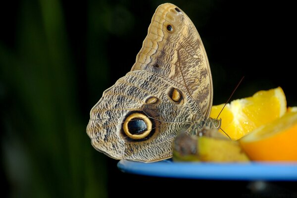 A beautiful butterfly on a taoelka with citrus fruits