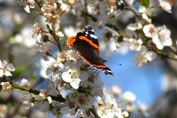 Schmetterling am Baum auf weißen Blumen