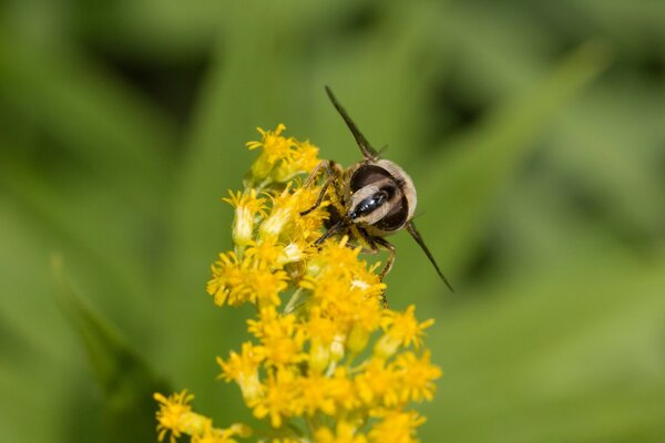 A yellow flower is attacked by a bee