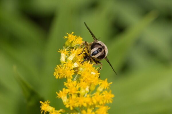 एक मधुमक्खी द्वारा एक पीले फूल पर हमला किया जाता है