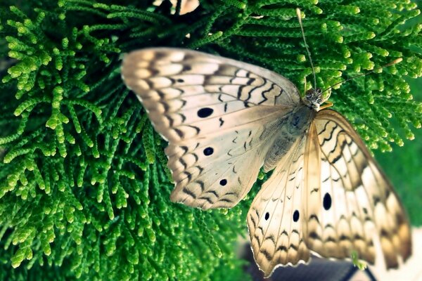 Naturaleza viva. Mariposa y ciprés verde