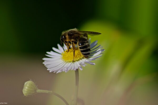 A bee collects honey on a chamomile