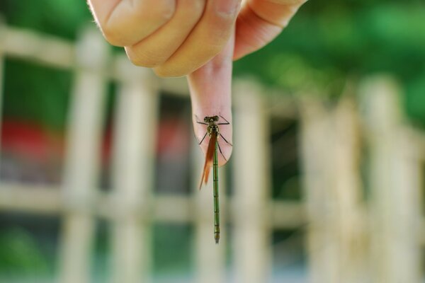 A dragonfly caught on a man s finger