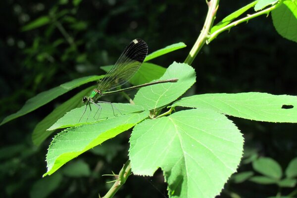 Der Käfer ist transparent auf einem grünen Blatt