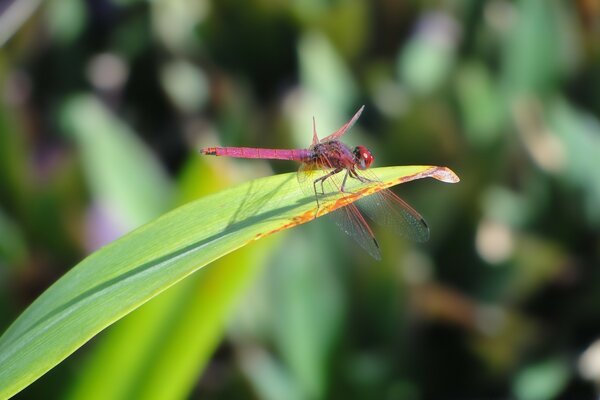 Insecte libellule sur feuille