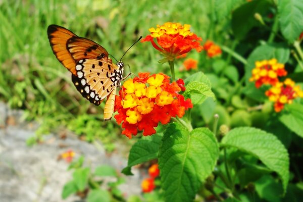 A red butterfly on a red flower