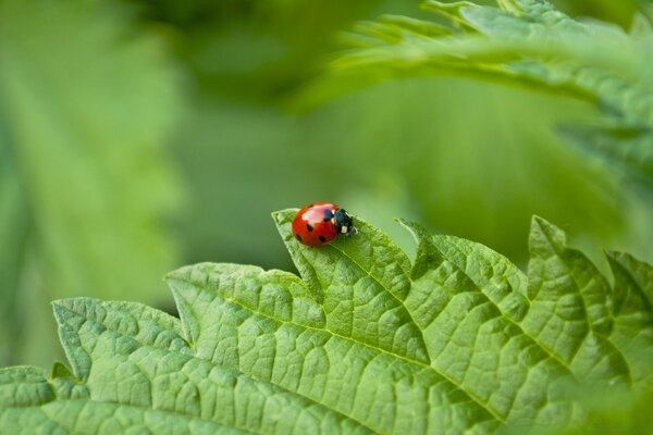 Bright red ladybug on a green leaf