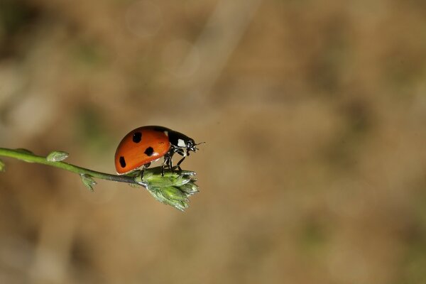 Coccinelle sur une branche verte