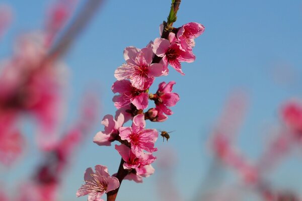 Un pequeño insecto voló a una flor de cerezo brillante