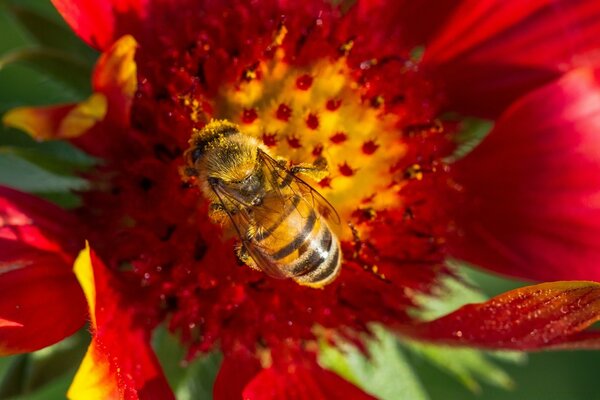 Uma abelha em uma flor vermelha perto