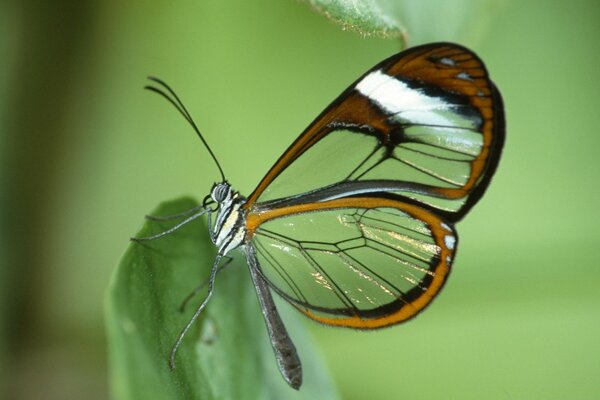 Macro photography of a butterfly on a leaf