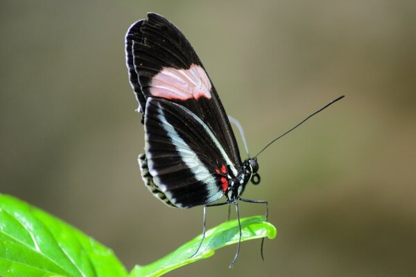 Mariposa en la naturaleza