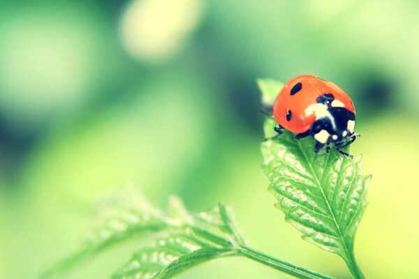 Insect ladybug sat on a leaf