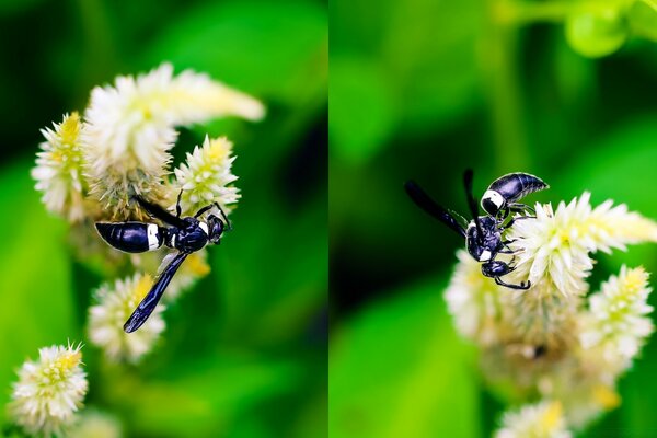 Insecte abeille collecte le pollen