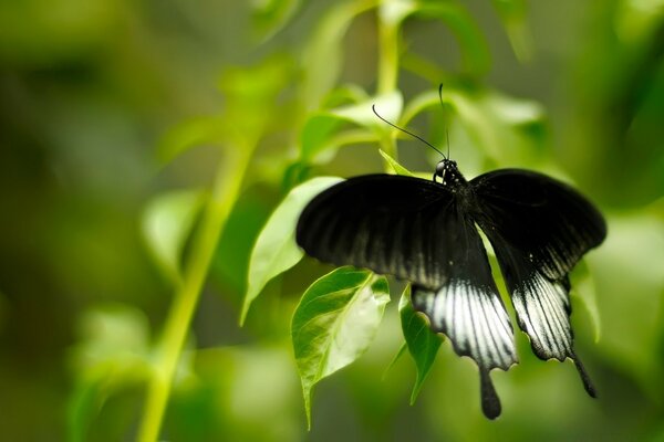 Una mariposa en blanco y negro se sienta en las hojas