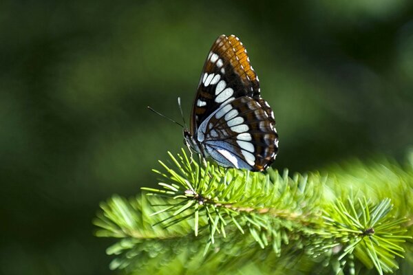 Красивая бабочка на хвойной ветке