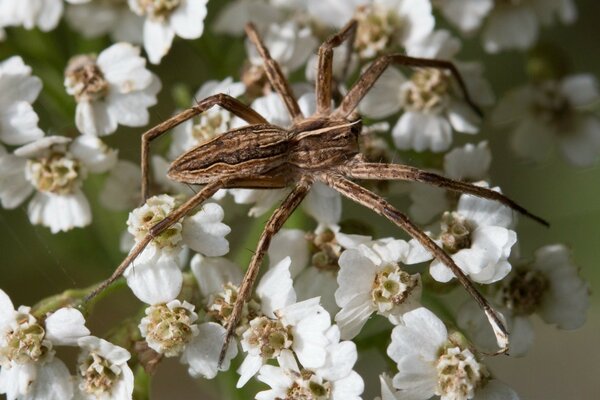 Eine große Spinne hängt an einer Blume