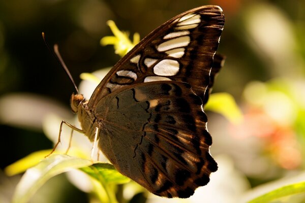 Una mariposa marrón se sienta en las hojas