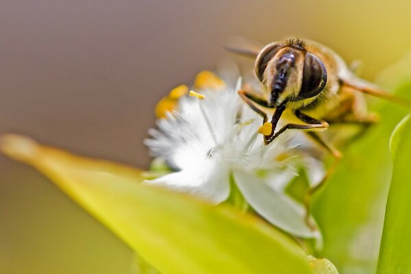 Zottige Hummel für duftenden Hopfen