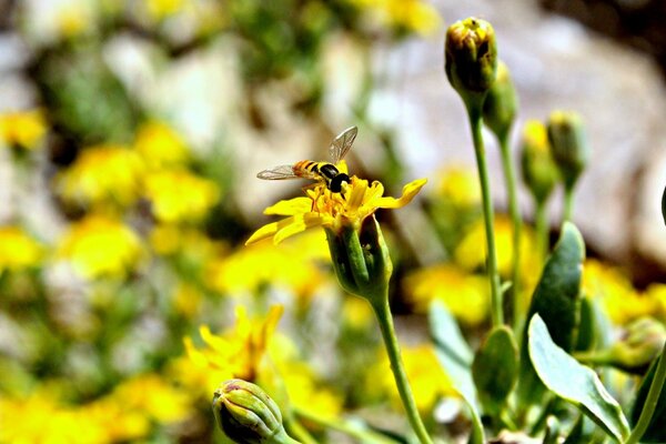एक कीट पीले फूल पर बैठता है