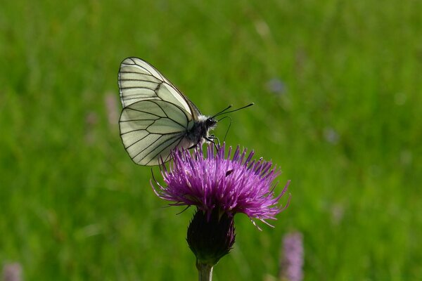 Cavolo farfalla su un fiore erboso