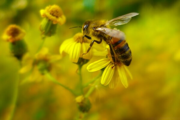 La abeja recoge delicioso polen