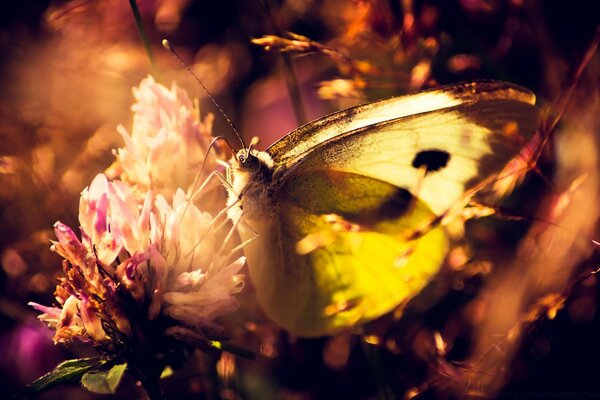 Una mariposa amarilla se sienta en una flor