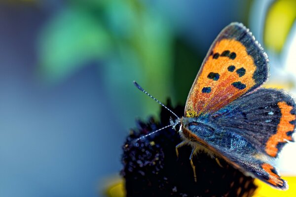 Mariposa marrón en una hermosa flor