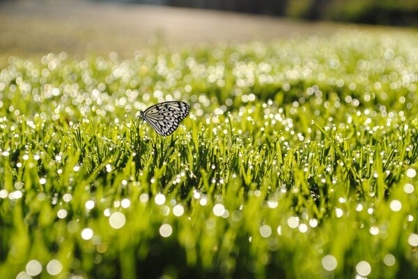 Farfalla nel campo sull erba