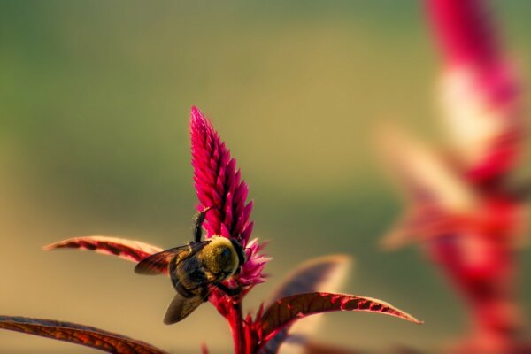 Red flower with striped insect