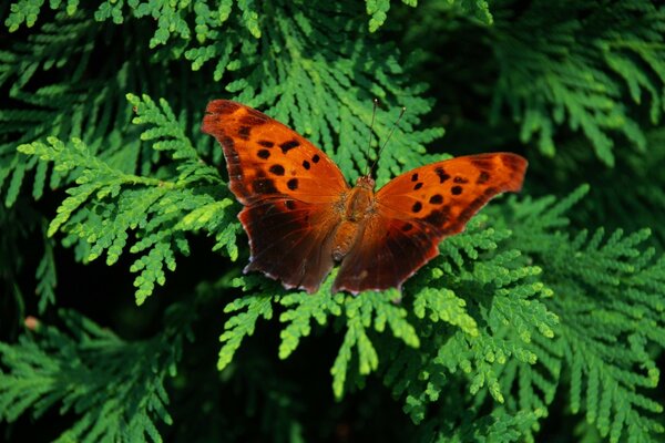 Abete rosso e su di esso qualcosa di rosso