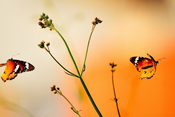 Vol de deux beaux papillons