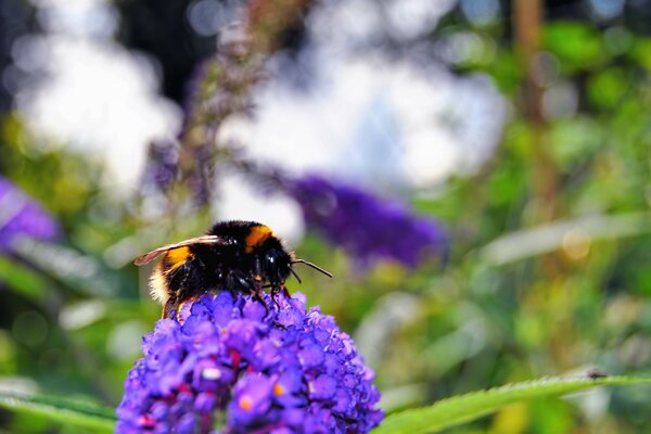 A bee collects honey on a flower