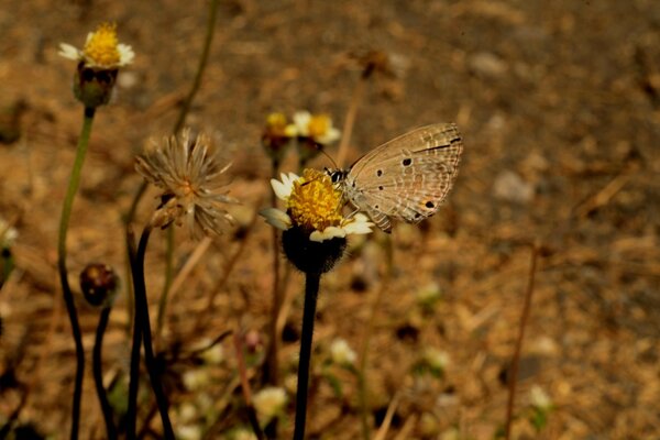 Una mariposa en busca de néctar se agachó en una flor