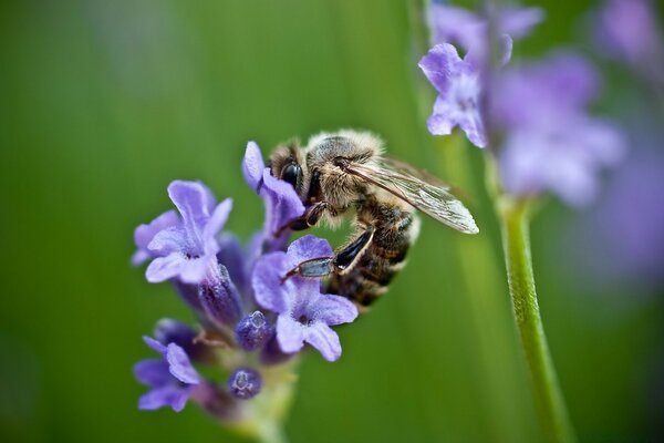 Natur Insekt Biene auf Blume