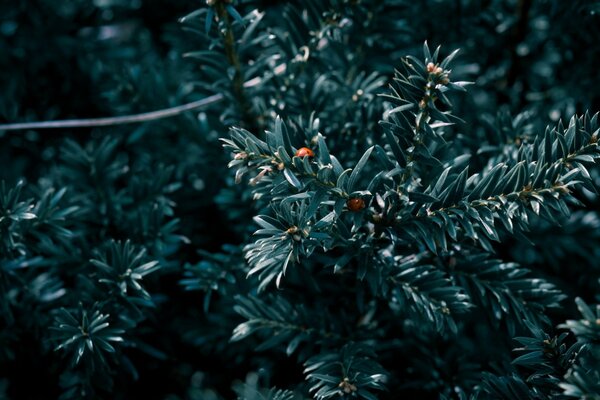 Weihnachtsbaum im Winter