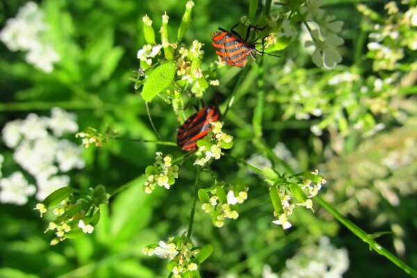 Dos insectos en las hojas