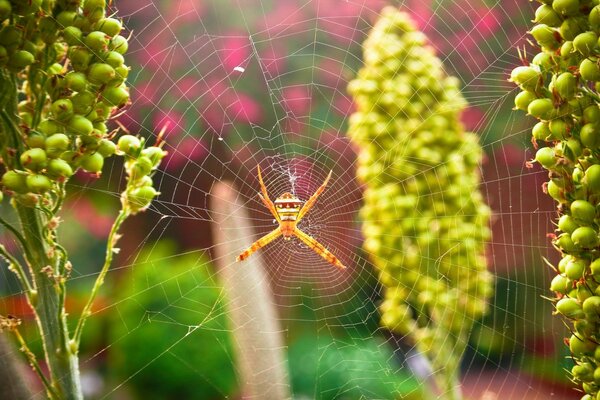 Una araña se sienta en una gran telaraña