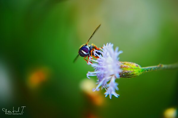 Una abeja recoge miel de una flor lila