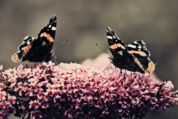 Tanzen auf den Blumen von zwei Schmetterlingen