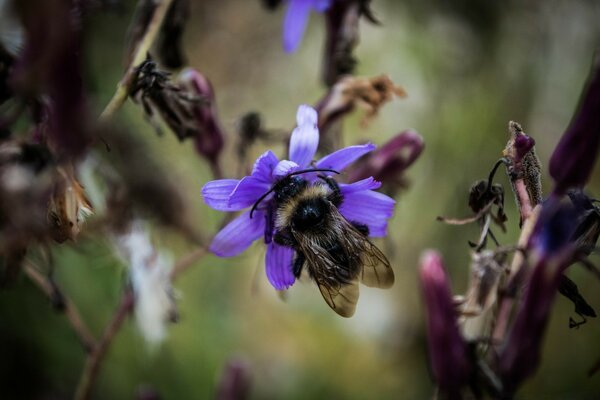 Eine lila Blume bestäubt eine Hummel