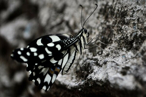 Schöner schwarzer und weißer Schmetterling auf Stein