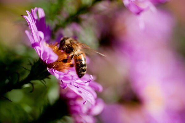 A bee on a pink flower collects honey