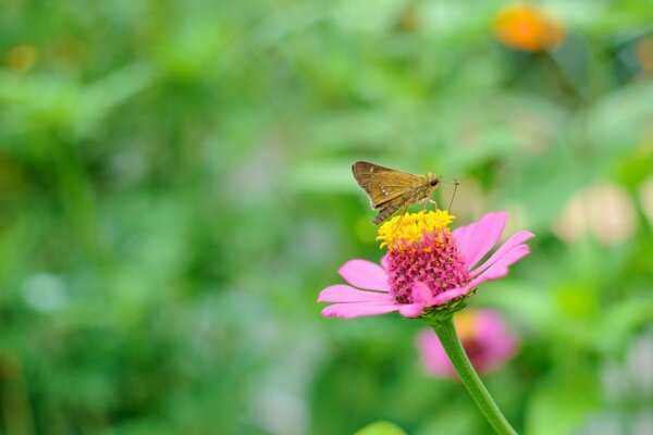 A small moth on a pink flower