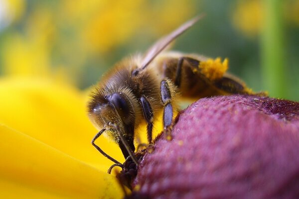 Die Hummel sitzt auf einer violetten Beere