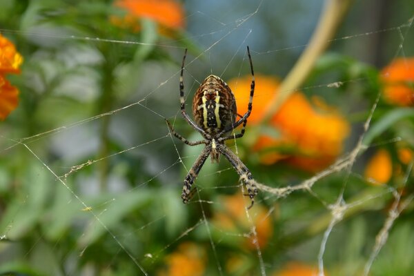 Pequena aranha astuta schnyuk