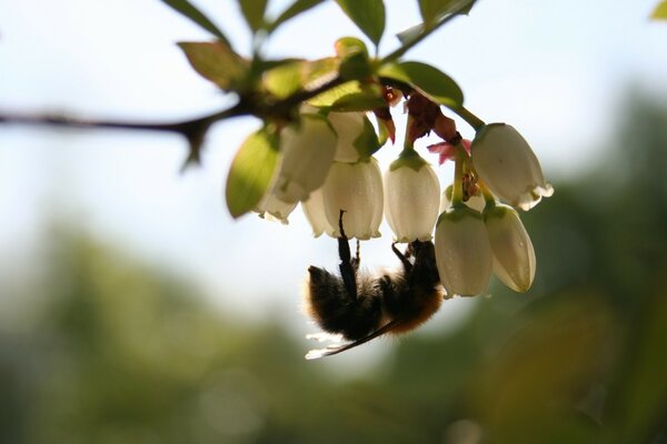 Insect bee on a flower