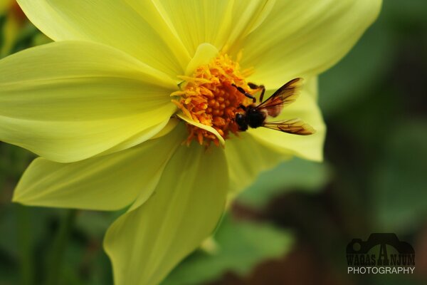 Flora. Insects on a leaf in summer