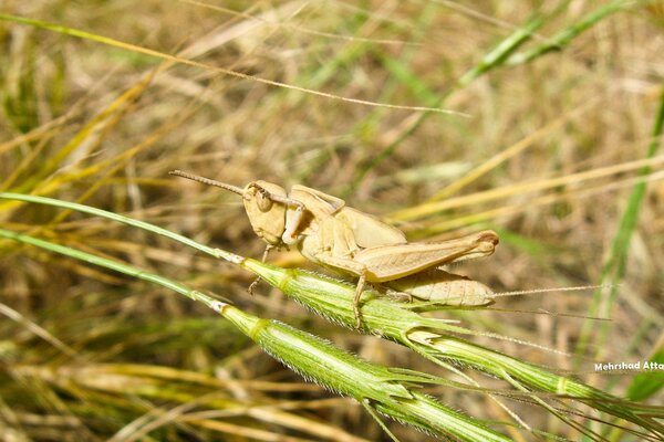 Grasshopper on the hay in the wild