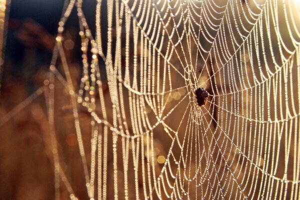 La araña tejió su trampa de telaraña